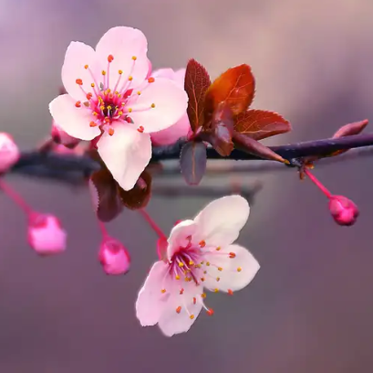 Sakura Blossom